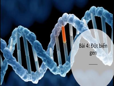 Bài giảng điện tử Sinh học Lớp 12 - Bài 4: Đột biến gen